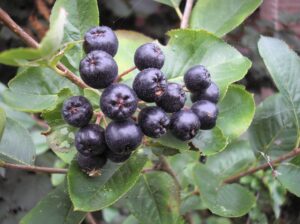 Aronia Negra: El ‘Oro Negro’ que Regula el Azúcar y la Presión Arterial